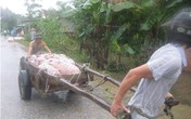 Cận cảnh người dân miền Trung vật lộn với lũ cứu tài sản, gia súc, gia cầm Cận cảnh người dân miền Trung vật lộn với lũ cứu tài sản, gia súc, gia cầm