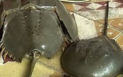 Vì sao So biển gây chết người, người dân vẫn ăn? Vì sao So biển gây chết người, người dân vẫn ăn?