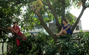 Hà Nội: Hai phụ nữ “cố thủ” trên cây để phản đối chặt cây Hà Nội: Hai phụ nữ “cố thủ” trên cây để phản đối chặt cây