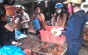 Ăn gia cầm bẩn giữa thời có cúm Ăn gia cầm bẩn giữa thời có cúm