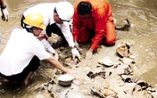 Phát lộ tàu đắm chứa cổ vật hơn 500 năm tuổi Phát lộ tàu đắm chứa cổ vật hơn 500 năm tuổi