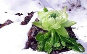 Thần dược phòng the của người “truyền giống thành công nhất địa cầu” Thần dược phòng the của người “truyền giống thành công nhất địa cầu”