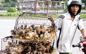 Khẩn cấp ngăn cúm H7N9 vào Việt Nam Khẩn cấp ngăn cúm H7N9 vào Việt Nam