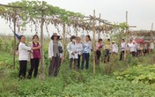Mất tiền oan với cái mác “hữu cơ”? Mất tiền oan với cái mác “hữu cơ”?