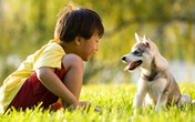 Tổn thương não vì nhiễm ký sinh trùng từ thú nuôi Tổn thương não vì nhiễm ký sinh trùng từ thú nuôi