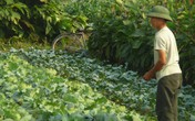 Rau trái vụ lao đao vì nghi hàng Trung Quốc Rau trái vụ lao đao vì nghi hàng Trung Quốc