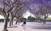 "Thâm cung bí sử" (58-6): Hoa không chỉ đẹp và thơm "Thâm cung bí sử" (58-6): Hoa không chỉ đẹp và thơm