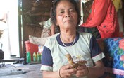 Bài thuốc chữa vô sinh của người phụ nữ Vân Kiều Bài thuốc chữa vô sinh của người phụ nữ Vân Kiều