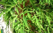 Sống sót sau sinh nhờ lá đinh lăng Sống sót sau sinh nhờ lá đinh lăng
