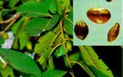 9 bài thuốc chữa khàn tiếng hiệu quả 9 bài thuốc chữa khàn tiếng hiệu quả