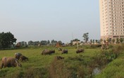 Chăn trâu kiếm hàng trăm triệu đồng giữa Hà Nội Chăn trâu kiếm hàng trăm triệu đồng giữa Hà Nội