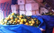Cam Vinh dưới 50.000 đồng/kg là hàng Trung Quốc Cam Vinh dưới 50.000 đồng/kg là hàng Trung Quốc