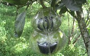 Bưởi, dưa hấu hồ lô được ốp thêm hình đồng tiền, thỏi vàng Bưởi, dưa hấu hồ lô được ốp thêm hình đồng tiền, thỏi vàng