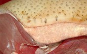 Chiêu đểu biến lợn siêu nạc thành lợn mán đặc sản Chiêu đểu biến lợn siêu nạc thành lợn mán đặc sản