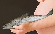 Mẹ bầu và cách ăn thủy hải sản hợp lý Mẹ bầu và cách ăn thủy hải sản hợp lý