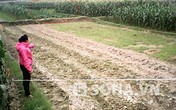 Một phụ nữ bị đánh bất tỉnh, lột sạch quần áo giữa cánh đồng Một phụ nữ bị đánh bất tỉnh, lột sạch quần áo giữa cánh đồng