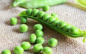 Cách bảo quản đậu Hà Lan tươi Cách bảo quản đậu Hà Lan tươi