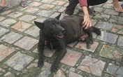 Xôn xao chuyện chó đực đẻ con ở Nghệ An Xôn xao chuyện chó đực đẻ con ở Nghệ An