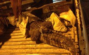 Cá sấu giãy giụa trên đường phố trung tâm Sài Gòn Cá sấu giãy giụa trên đường phố trung tâm Sài Gòn