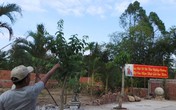 Hàng ngàn người đổ xô đi xem "Phật hiện trên cây sao" Hàng ngàn người đổ xô đi xem "Phật hiện trên cây sao"