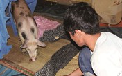 Báo hiếu bằng cách cho heo ăn cơm, uống trà ở miền Tây Báo hiếu bằng cách cho heo ăn cơm, uống trà ở miền Tây