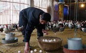 Hết sốt giá đến "khủng hoảng" thừa trứng gà Hết sốt giá đến "khủng hoảng" thừa trứng gà