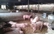 Hãi hùng thịt tăng trọng: Chó, mèo cũng không ăn Hãi hùng thịt tăng trọng: Chó, mèo cũng không ăn