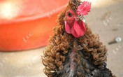 Gà trống có bộ lông xoăn tít như uốn Gà trống có bộ lông xoăn tít như uốn