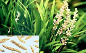 Các phương thuốc gia truyền chữa ho hiệu quả Các phương thuốc gia truyền chữa ho hiệu quả