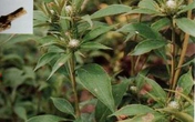 Bài thuốc hỗ trợ trị loãng xương Bài thuốc hỗ trợ trị loãng xương