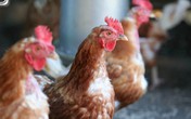 Những điều nên biết về chủng vi rút chết người H7N9 Những điều nên biết về chủng vi rút chết người H7N9