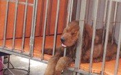 Thời khốn khó, mang cả chó đi cầm cố Thời khốn khó, mang cả chó đi cầm cố