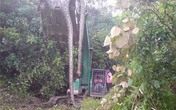 Sự thật trăn thần khổng lồ 140 tuổi ở Malaysia Sự thật trăn thần khổng lồ 140 tuổi ở Malaysia