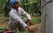 Trụ điện bỗng nhiên biết… “khóc” Trụ điện bỗng nhiên biết… “khóc”