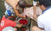 Sợ thịt bẩn, rủ nhau mua lợn thịt ăn dần Sợ thịt bẩn, rủ nhau mua lợn thịt ăn dần