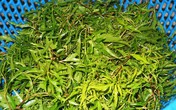 Bổ dưỡng canh đinh lăng nấu sườn non Bổ dưỡng canh đinh lăng nấu sườn non