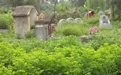 Kinh hoàng 'rau xanh nghĩa địa' Kinh hoàng 'rau xanh nghĩa địa'