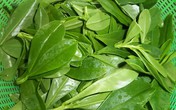 Canh rau sâm nấu tôm Canh rau sâm nấu tôm