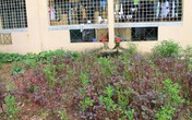 Nữ sinh đại học rơi từ tầng 4 kí túc xá thoát chết thần kỳ Nữ sinh đại học rơi từ tầng 4 kí túc xá thoát chết thần kỳ