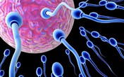 Những sự thật gây sốc về tinh trùng Những sự thật gây sốc về tinh trùng