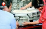 Tài xế đâm phải bố đẻ rồi bỏ chạy Tài xế đâm phải bố đẻ rồi bỏ chạy