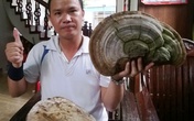 Nấm linh chi "khủng" mọc trên cây đa ở Hải Dương Nấm linh chi "khủng" mọc trên cây đa ở Hải Dương