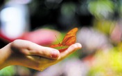 Đôi bàn tay vợ Đôi bàn tay vợ