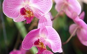 Tuyệt chiêu chăm sóc phong lan đẹp mỹ miều Tuyệt chiêu chăm sóc phong lan đẹp mỹ miều