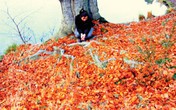 Lời tỏ tình của…vợ Lời tỏ tình của…vợ