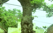 Kỳ lạ chuyện cây gạo Di sản hồi sinh nhờ… nước vo gạo Kỳ lạ chuyện cây gạo Di sản hồi sinh nhờ… nước vo gạo