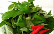 Công dụng chữa bệnh của rau răm Công dụng chữa bệnh của rau răm