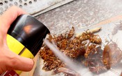 Cách dùng thuốc diệt côn trùng không gây hại sức khỏe Cách dùng thuốc diệt côn trùng không gây hại sức khỏe
