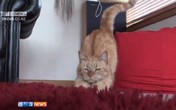 Mèo thoát chết nhờ... được chó hiến máu Mèo thoát chết nhờ... được chó hiến máu