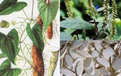 Công dụng tuyệt vời khi ăn củ mài Công dụng tuyệt vời khi ăn củ mài
